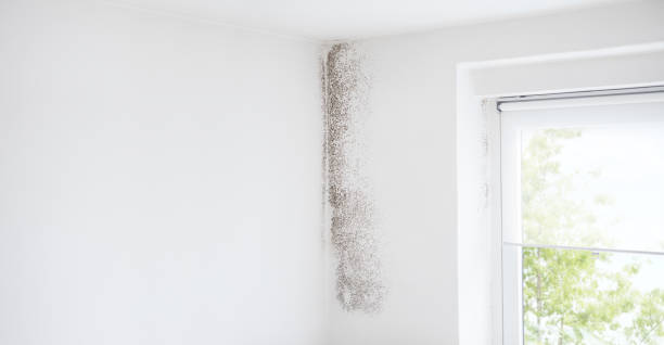 Best Biohazard Mold Removal  in Basalt, CO