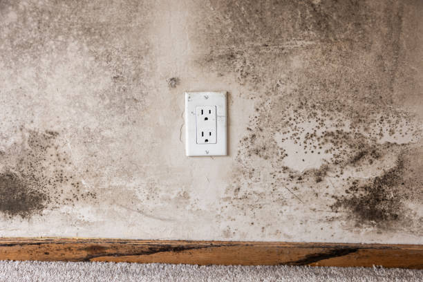 Best Environmental Consulting for Mold Prevention  in Basalt, CO