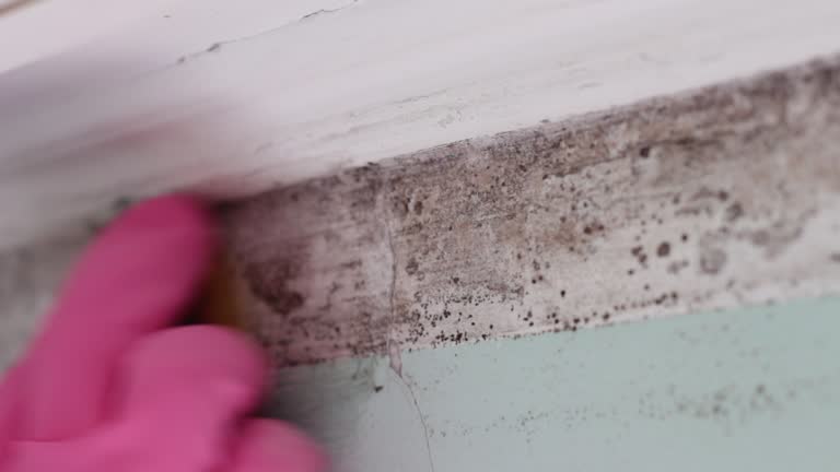 Dehumidification Services in Basalt, CO